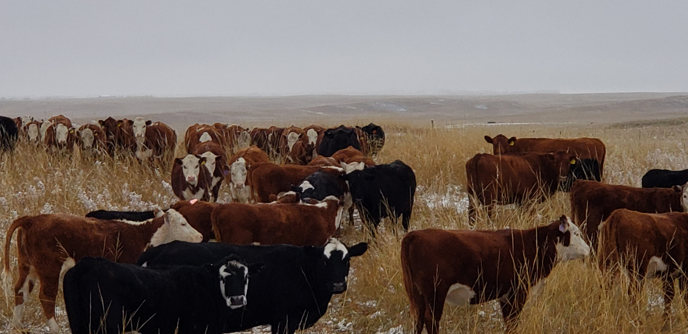 A mixed herd of Hereford, red and black cattle standing in cured Wyoming grass