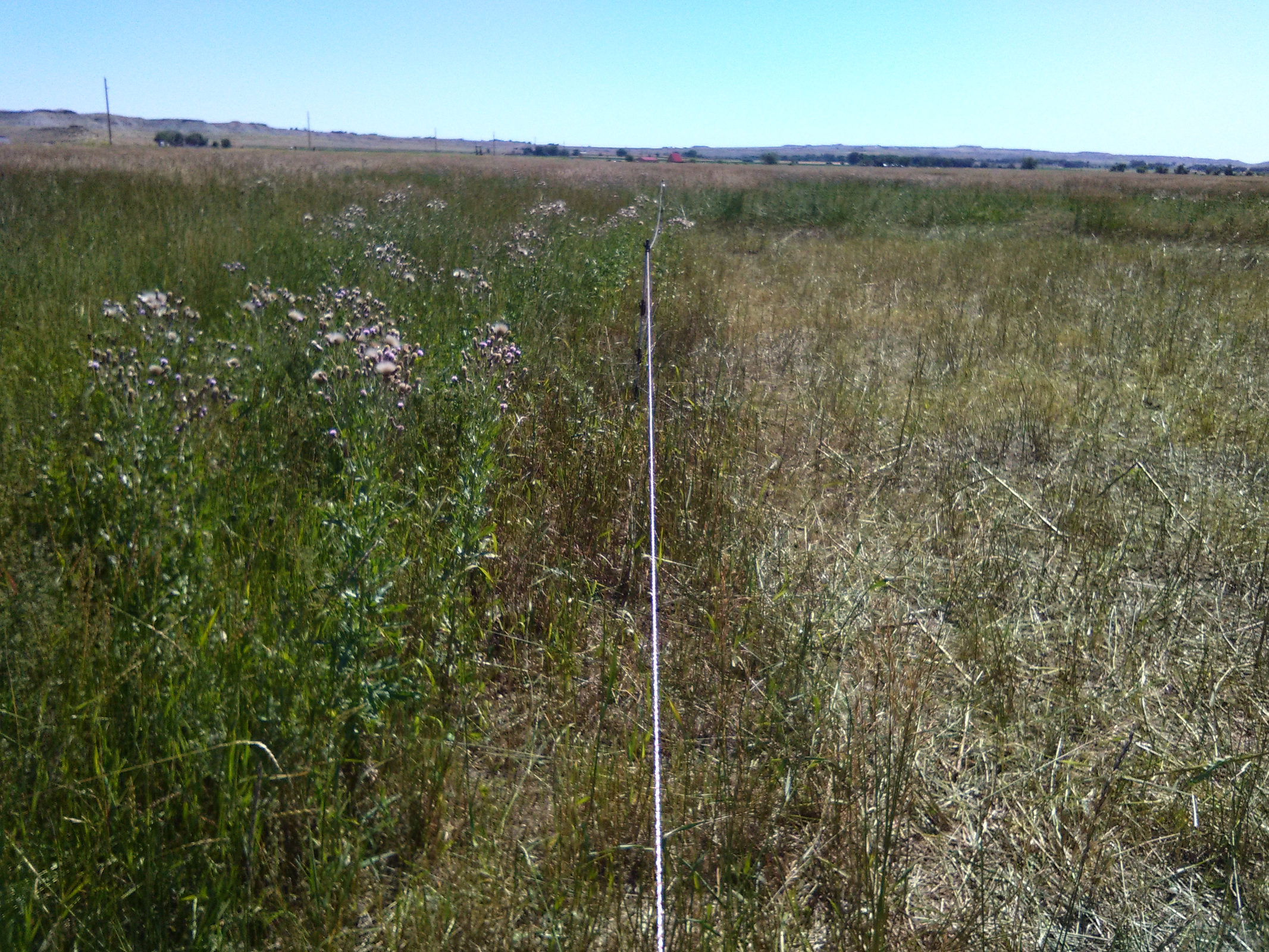 A single-wire fence dividing grazed and rested pasture, showing the difference in grass cover on either side
