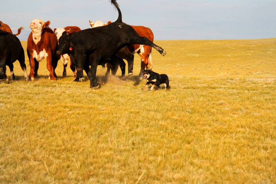 Cattle and a stock dog moving across cured fall grass