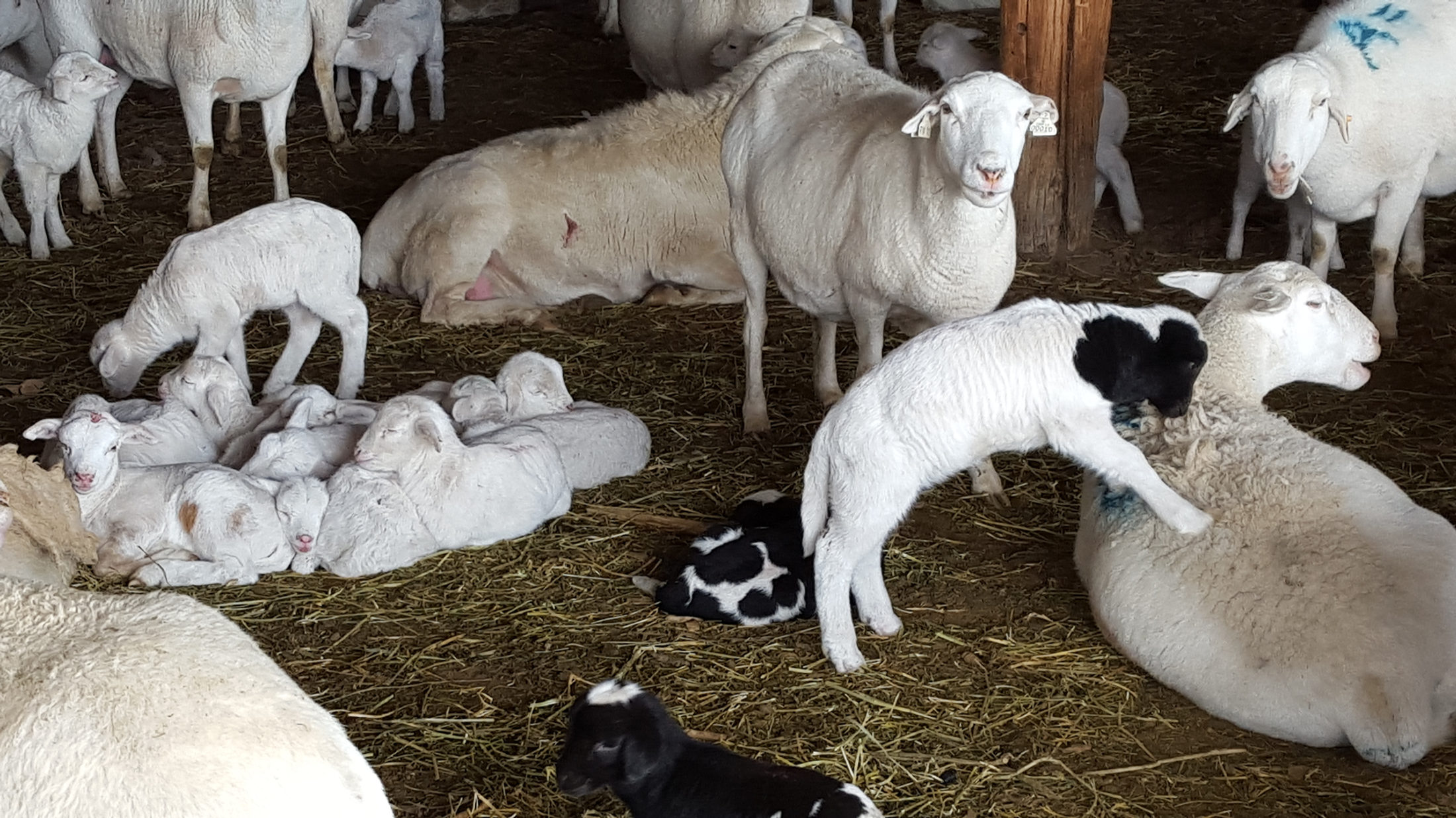 Ewes and newborn lambs bedded down in straw during lambing