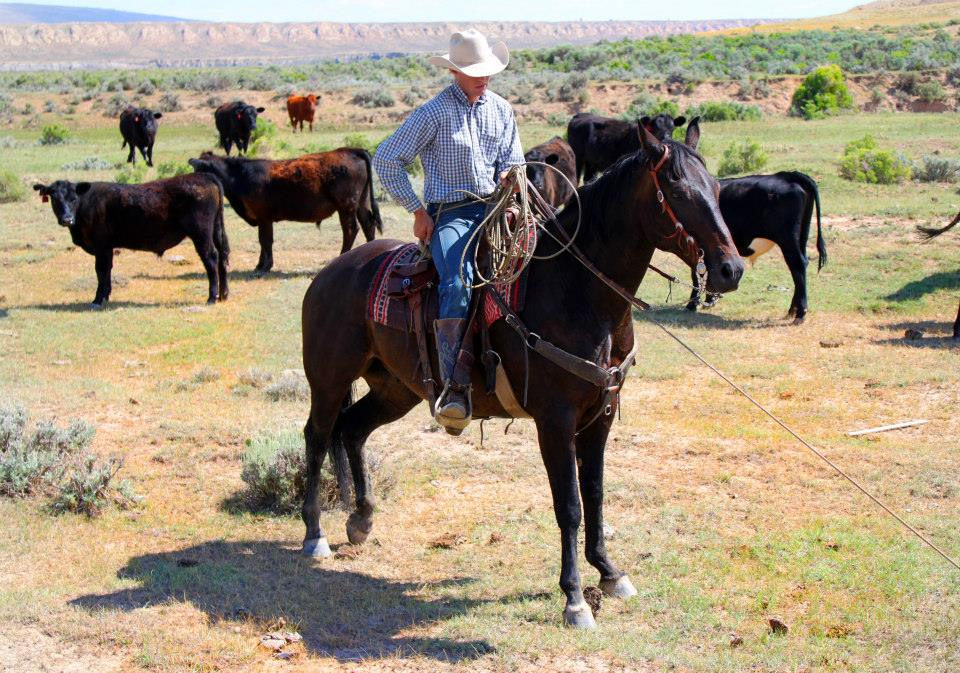A rider horseback among cattle on summer sage range