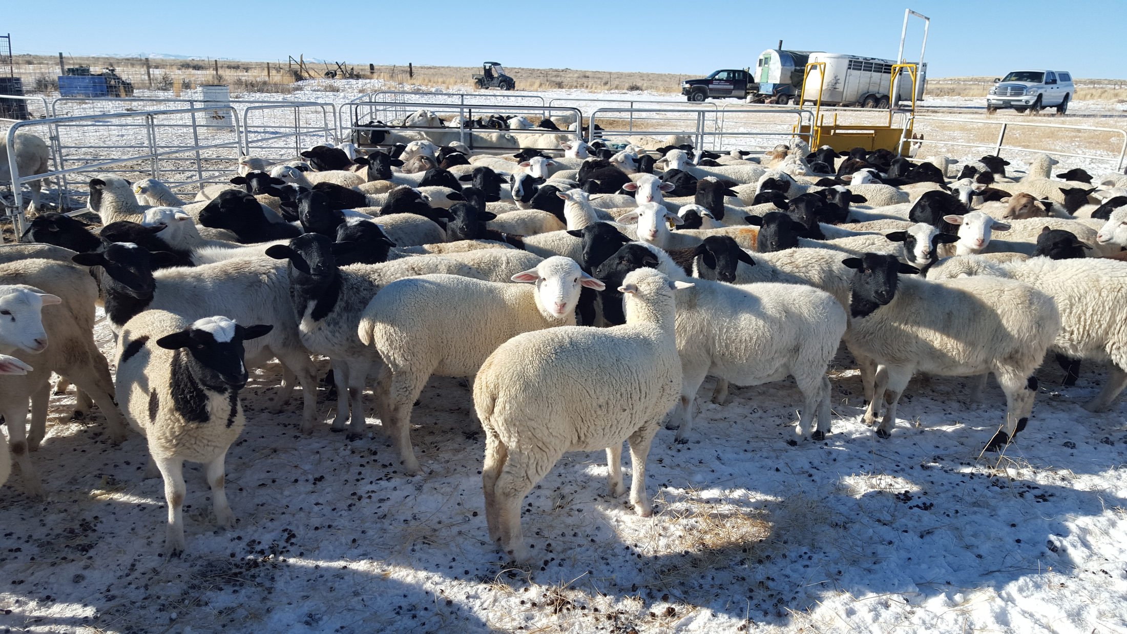 Sheep gathered in the corrals on a snow-covered winter day