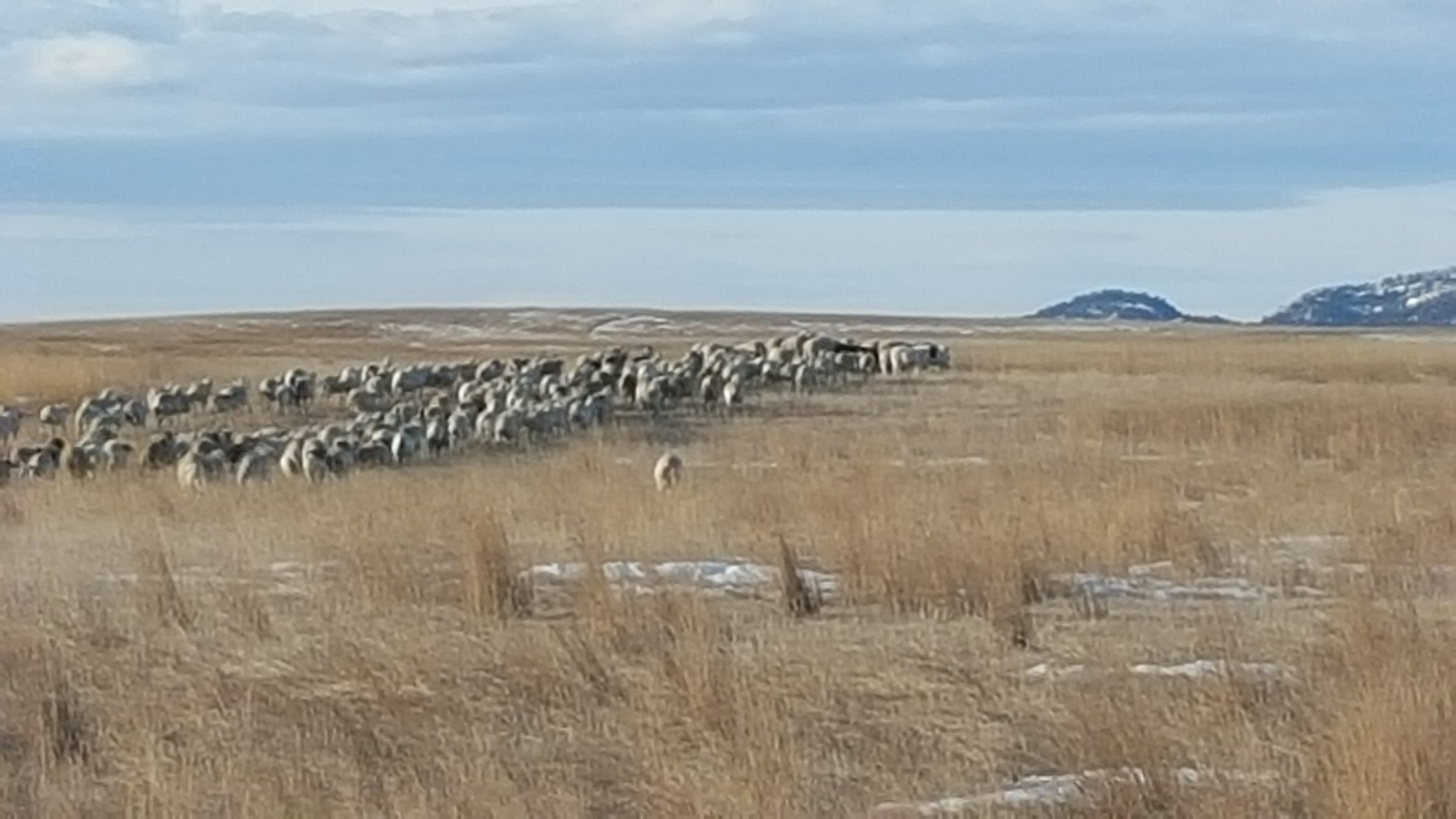 A band of sheep strung out across open Wyoming range with a distant butte on the horizon