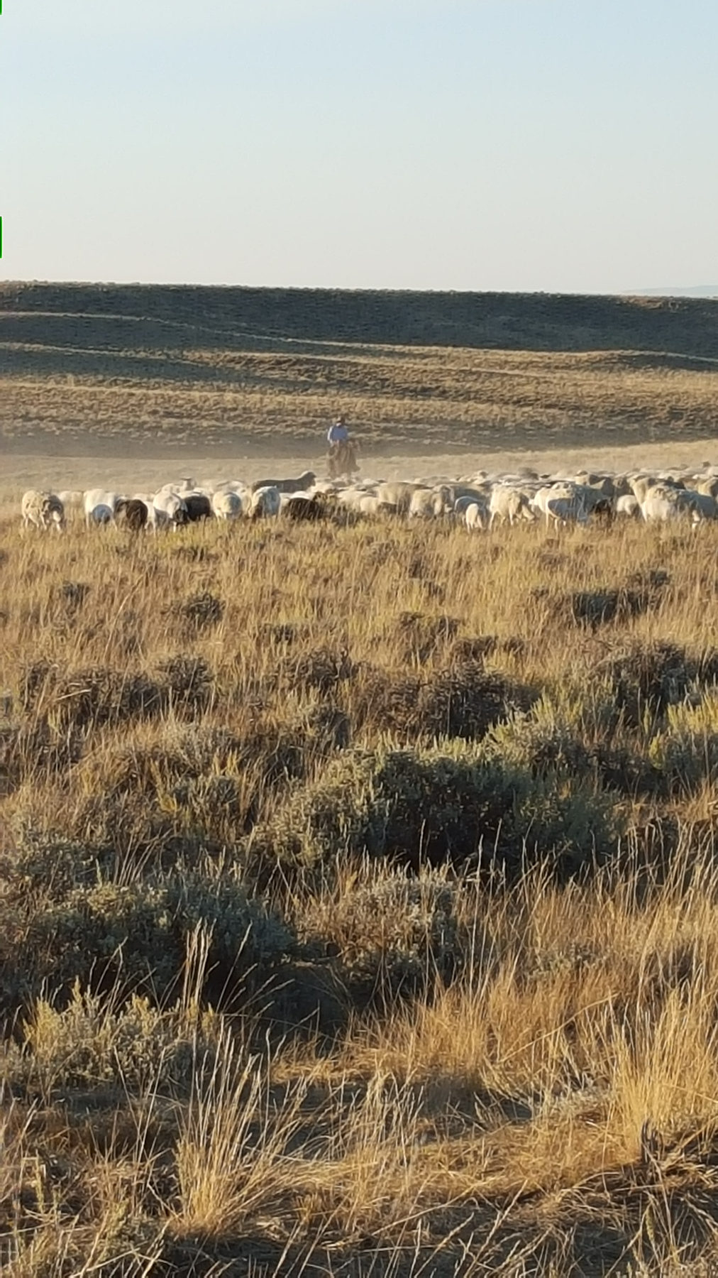 A band of Askin Land and Livestock sheep grazing a draw of cured native grass